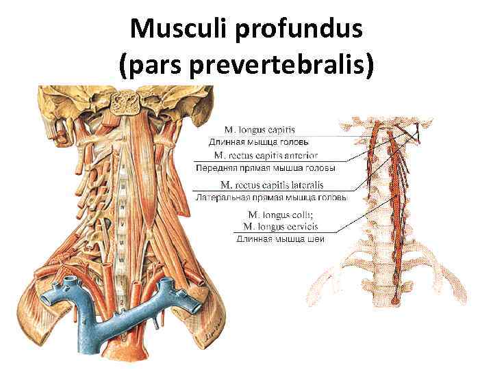 Musculi profundus (pars prevertebralis) 