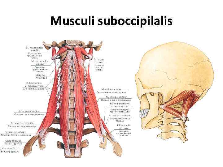 Musculi suboccipilalis 