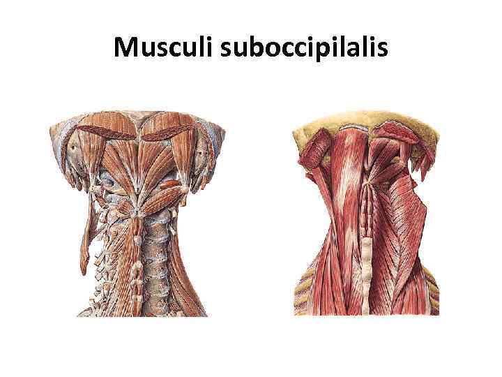 Musculi suboccipilalis 