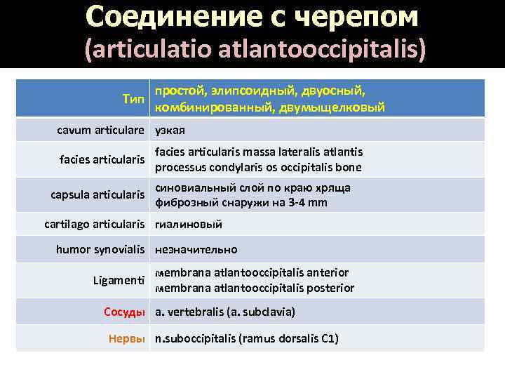 Соединение с черепом (articulatio atlantooccipitalis) Тип простой, элипсоидный, двуосный, комбинированный, двумыщелковый cavum articulare узкая