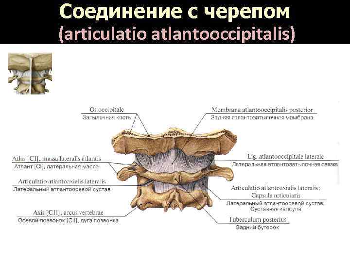 Соединение с черепом (articulatio atlantooccipitalis) 