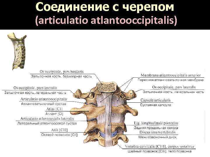 Соединение с черепом (articulatio atlantooccipitalis) 