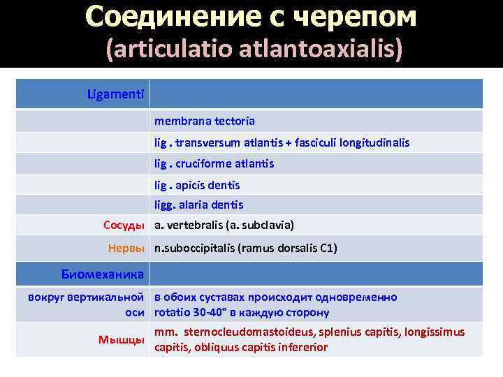 Соединение с черепом (articulatio atlantoaxialis) Ligamenti membrana tectoria lig. transversum atlantis + fasciculi longitudinalis