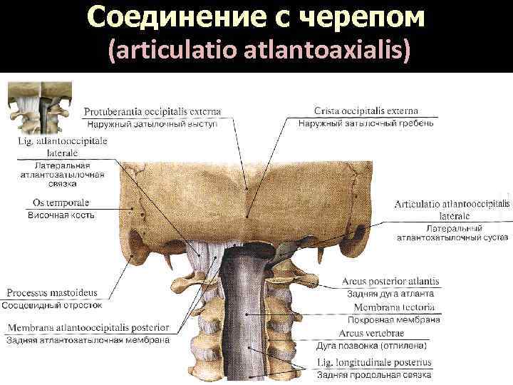 Соединение с черепом (articulatio atlantoaxialis) 