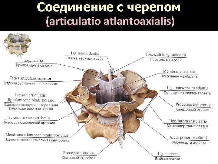 Соединение с черепом (articulatio atlantoaxialis) 