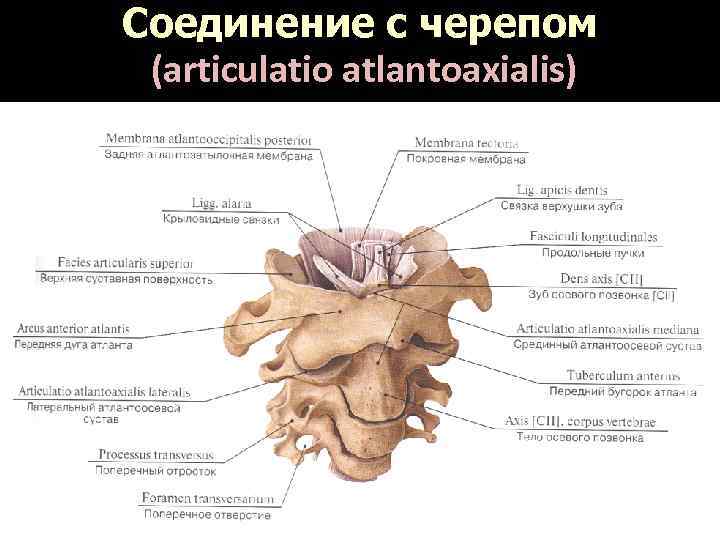 Соединение суставов черепа