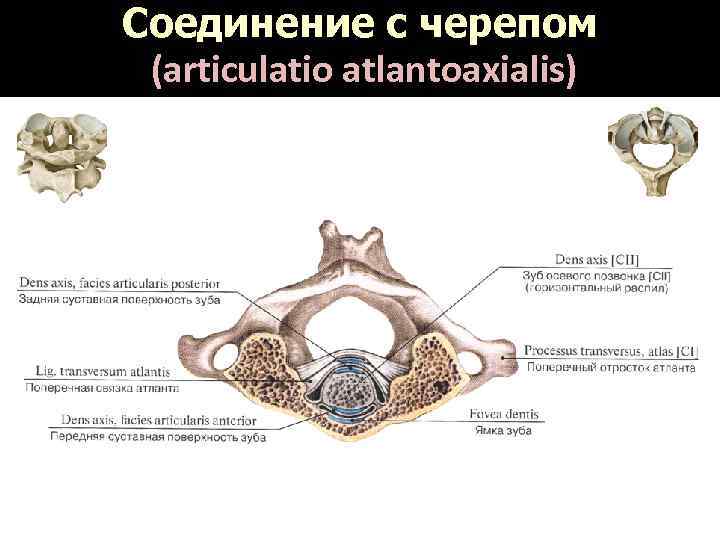 Соединение с черепом (articulatio atlantoaxialis) 