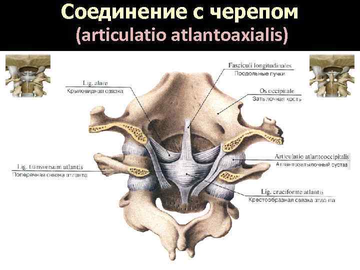 Соединение с черепом (articulatio atlantoaxialis) 