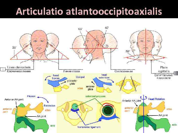 Articulatio atlantooccipitoaxialis 