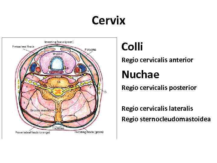 Cervix Colli Regio cervicalis anterior Nuchae Regio cervicalis posterior Regio cervicalis lateralis Regio sternocleudomastoidea