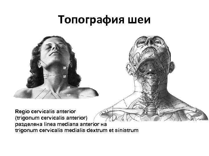 Топография шеи Regio cervicalis anterior (trigonum cervicalis anterior) разделена linea mediana anterior на trigonum