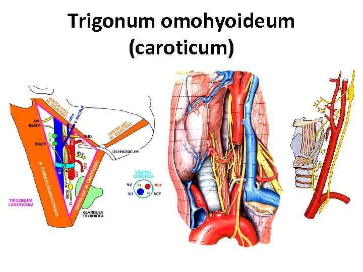 Trigonum omohyoideum (caroticum) 