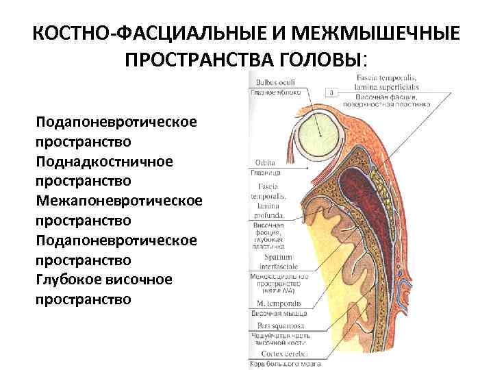 КОСТНО-ФАСЦИАЛЬНЫЕ И МЕЖМЫШЕЧНЫЕ ПРОСТРАНСТВА ГОЛОВЫ: Подапоневротическое пространство Поднадкостничное пространство Межапоневротическое пространство Подапоневротическое пространство Глубокое