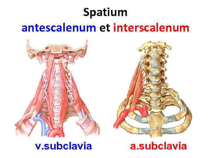 Spatium antescalenum et interscalenum v. subclavia a. subclavia 