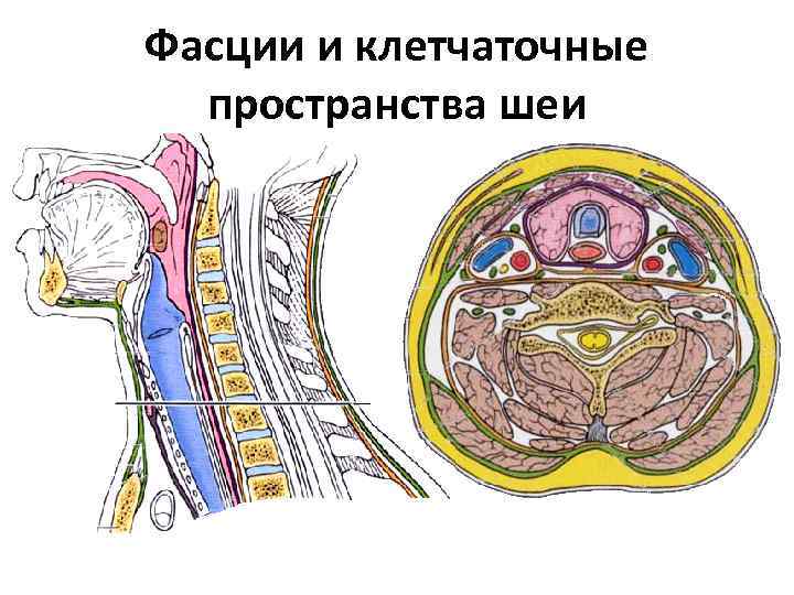 Фасции и клетчаточные пространства шеи схема