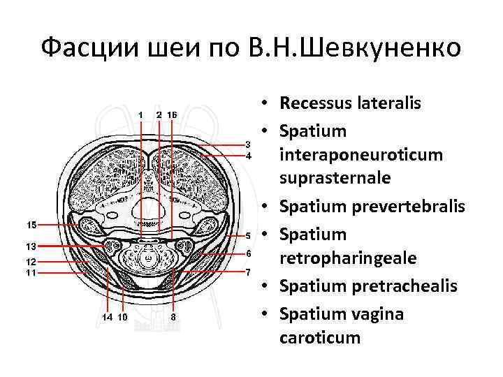 Фасции шеи по В. Н. Шевкуненко • Recessus lateralis • Spatium interaponeuroticum suprasternale •