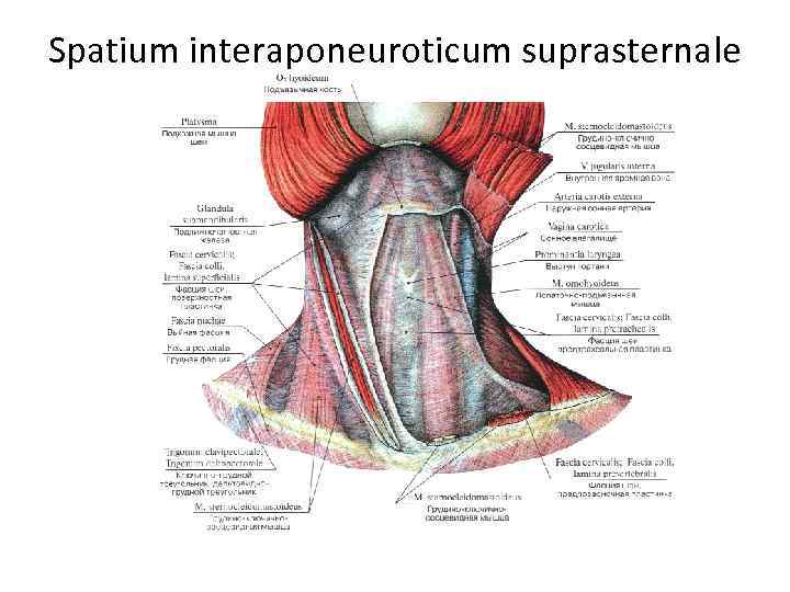 Spatium interaponeuroticum suprasternale 