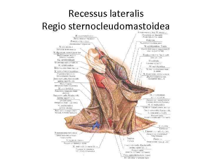 Recessus lateralis Regio sternocleudomastoidea 