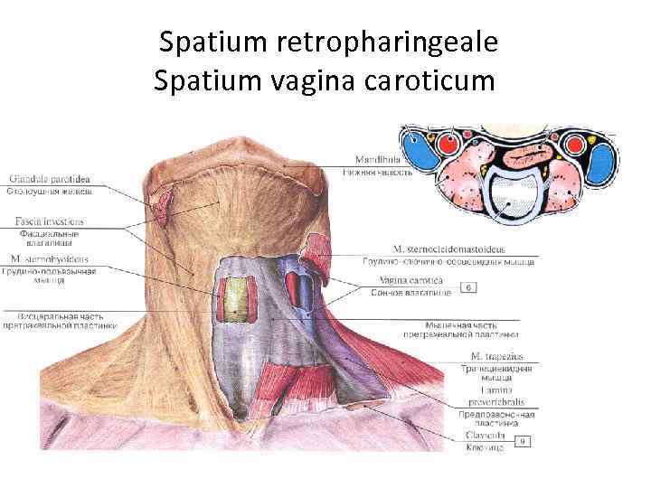 Spatium retropharingeale Spatium vagina caroticum 