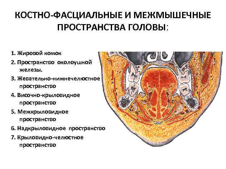 КОСТНО-ФАСЦИАЛЬНЫЕ И МЕЖМЫШЕЧНЫЕ ПРОСТРАНСТВА ГОЛОВЫ: 1. Жировой комок 2. Пространство околоушной железы. 3. Жевательно-нижнечелюстное