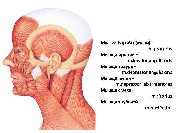 Мускул борьбы (атаки) – m. procerus Мышца иронии – m. levator angulis oris Мышца