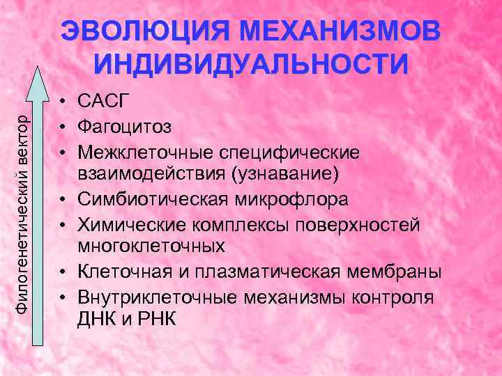 Филогенетический вектор ЭВОЛЮЦИЯ МЕХАНИЗМОВ ИНДИВИДУАЛЬНОСТИ • САСГ • Фагоцитоз • Межклеточные специфические взаимодействия (узнавание)