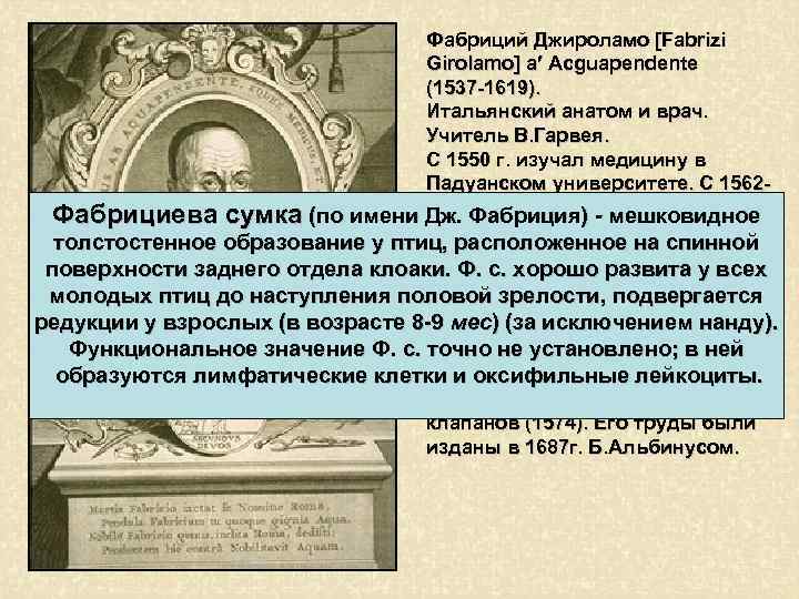 Фабриций Джироламо [Fabrizi Girolamo] a Acguapendente (1537 -1619). Итальянский анатом и врач. Учитель В.