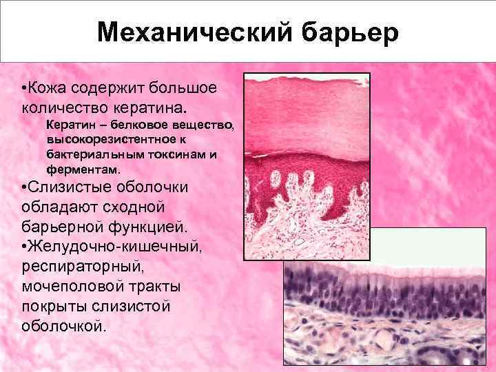 Защитные функции слизистых оболочек. Барьерная функция слизистых оболочек. Структурно механический барьер. Кожа механический барьер антигена. Кожа слизистые оболочки это барьер.