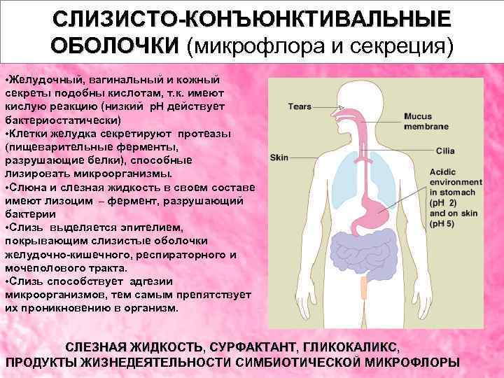 СЛИЗИСТО-КОНЪЮНКТИВАЛЬНЫЕ ОБОЛОЧКИ (микрофлора и секреция) • Желудочный, вагинальный и кожный секреты подобны кислотам, т.