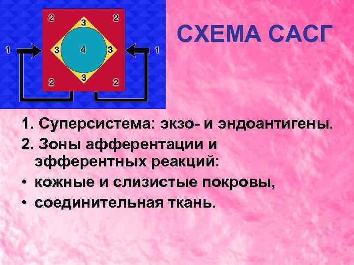 СХЕМА САСГ 1. Суперсистема: экзо- и эндоантигены. 2. Зоны афферентации и эфферентных реакций: •