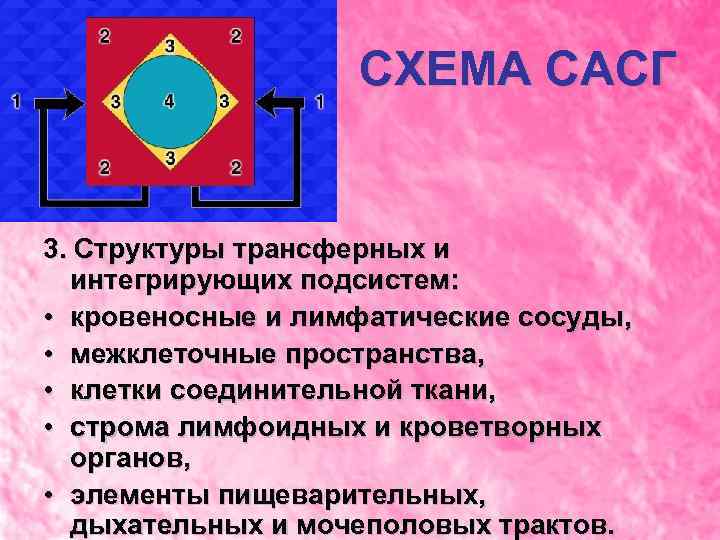 СХЕМА САСГ 3. Структуры трансферных и интегрирующих подсистем: • кровеносные и лимфатические сосуды, •