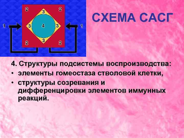 СХЕМА САСГ 4. Структуры подсистемы воспроизводства: • элементы гомеостаза стволовой клетки, • структуры созревания