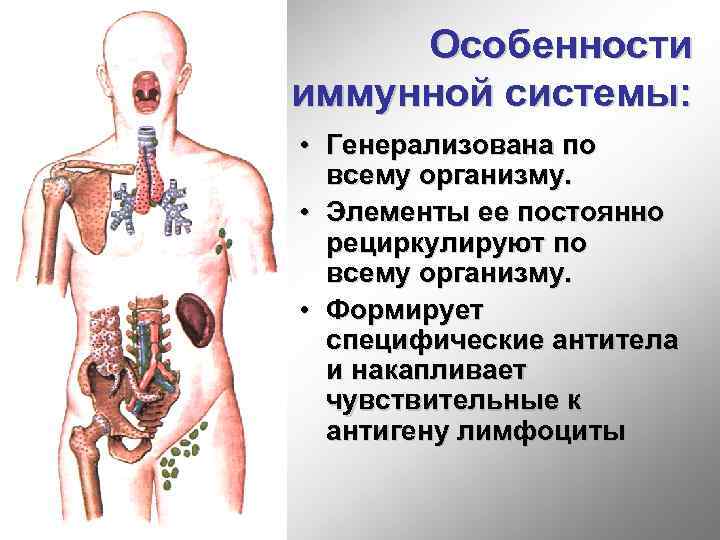 Особенности иммунной системы: • Генерализована по всему организму. • Элементы ее постоянно рециркулируют по