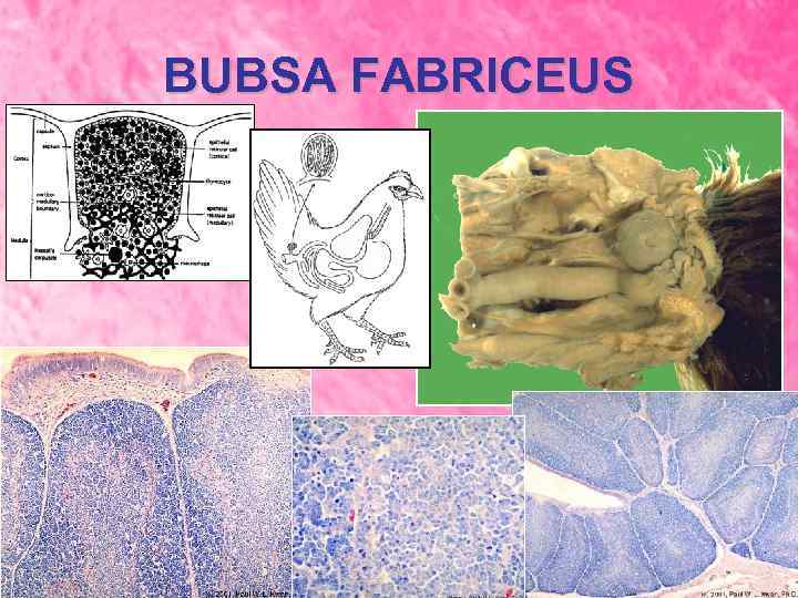 BUBSA FABRICEUS 