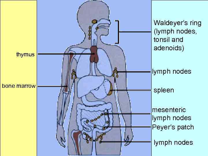 thymus Waldeyer’s ring (lymph nodes, tonsil and adenoids) lymph nodes bone marrow spleen mesenteric