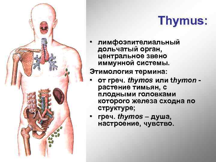 Thymus: • лимфоэпителиальный дольчатый орган, центральное звено иммунной системы. Этимология термина: • от греч.