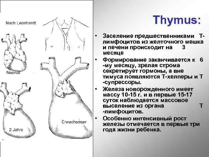 Thymus: • Заселение предшественниками Тлимфоцитов из желточного мешка и печени происходит на 3 месяце