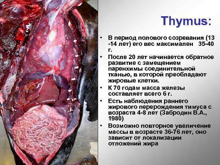 Thymus: • В период полового созревания (13 -14 лет) его вес максимален 35 -40