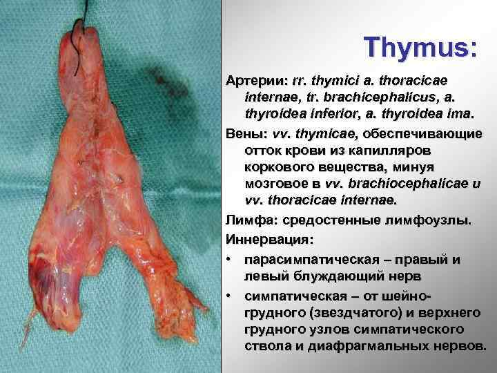 Thymus: Артерии: rr. thymici a. thoracicae internae, tr. brachicephalicus, a. thyroidea inferior, a. thyroidea