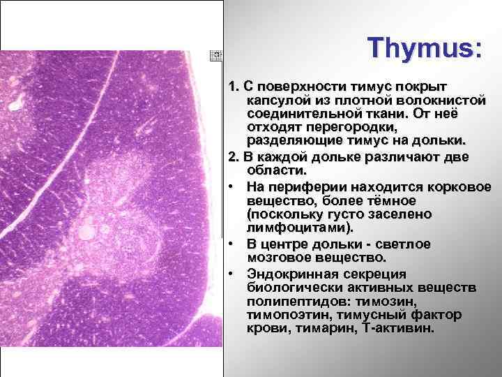 Thymus: 1. С поверхности тимус покрыт капсулой из плотной волокнистой соединительной ткани. От неё