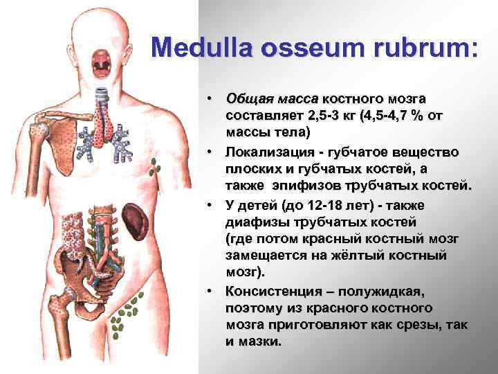 Medulla osseum rubrum: • Общая масса костного мозга составляет 2, 5 -3 кг (4,