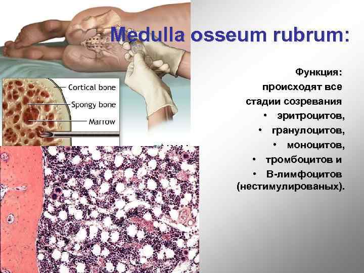 Medulla osseum rubrum: Функция: происходят все стадии созревания • эритроцитов, • гранулоцитов, • моноцитов,