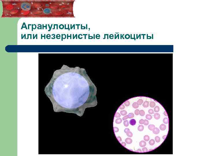 Агранулоциты, или незернистые лейкоциты 