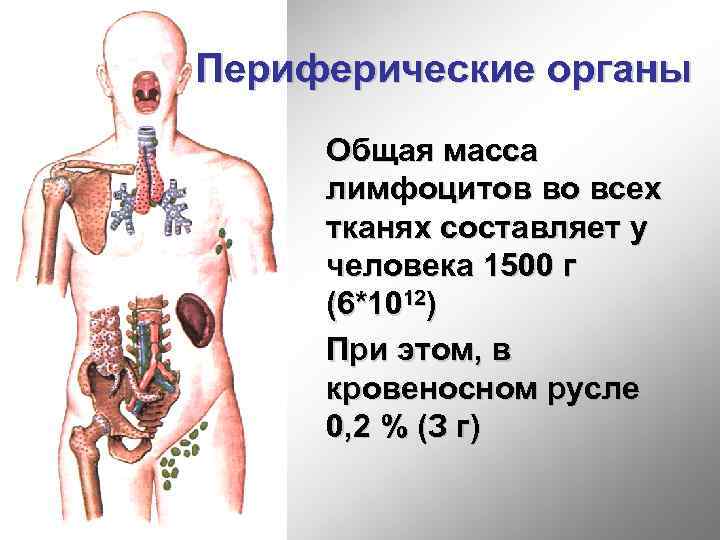 Периферические органы Общая масса лимфоцитов во всех тканях составляет у человека 1500 г (6*1012)