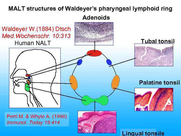 MALT structures of Waldeyer’s pharyngeal lymphoid ring Adenoids Waldeyer W. (1884) Dtsch Med. Wochenschr.