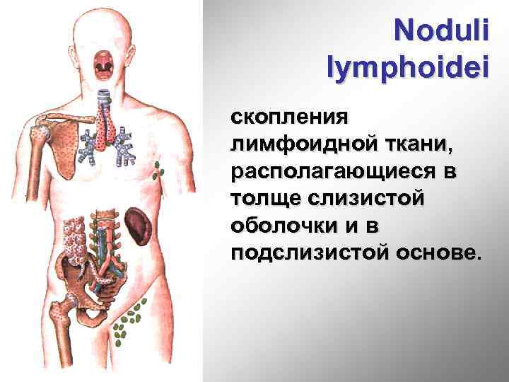 Noduli lymphoidei скопления лимфоидной ткани, располагающиеся в толще слизистой оболочки и в подслизистой основе.