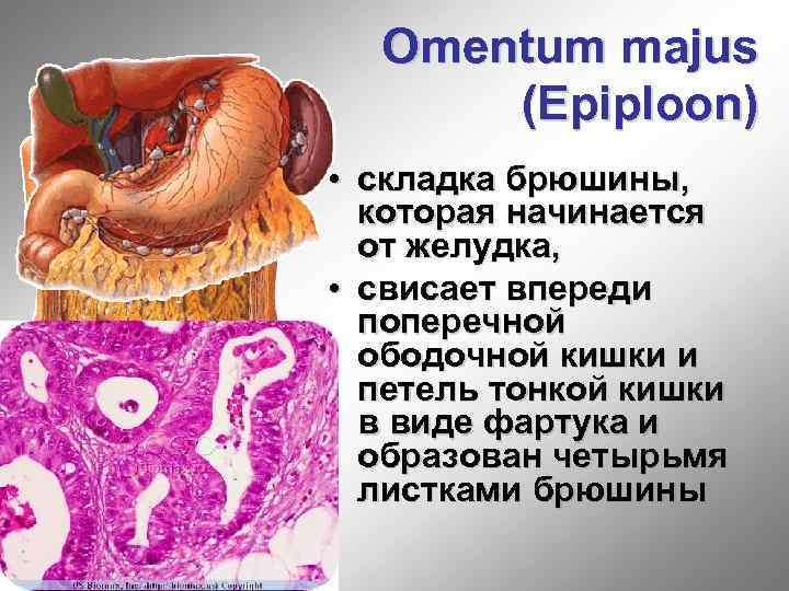 Omentum majus (Epiploon) • складка брюшины, которая начинается от желудка, • свисает впереди поперечной