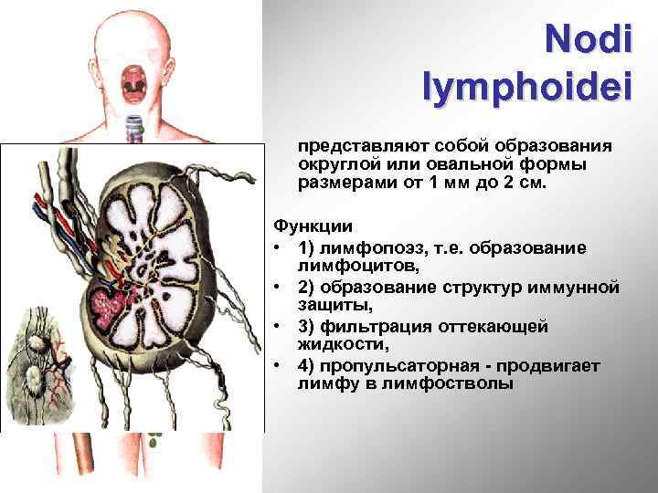 Nodi lymphoidei представляют собой образования округлой или овальной формы размерами от 1 мм до