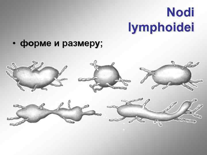 Nodi lymphoidei • форме и размеру; 