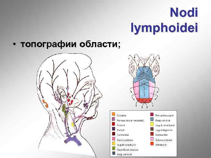 Nodi lymphoidei • топографии области; 